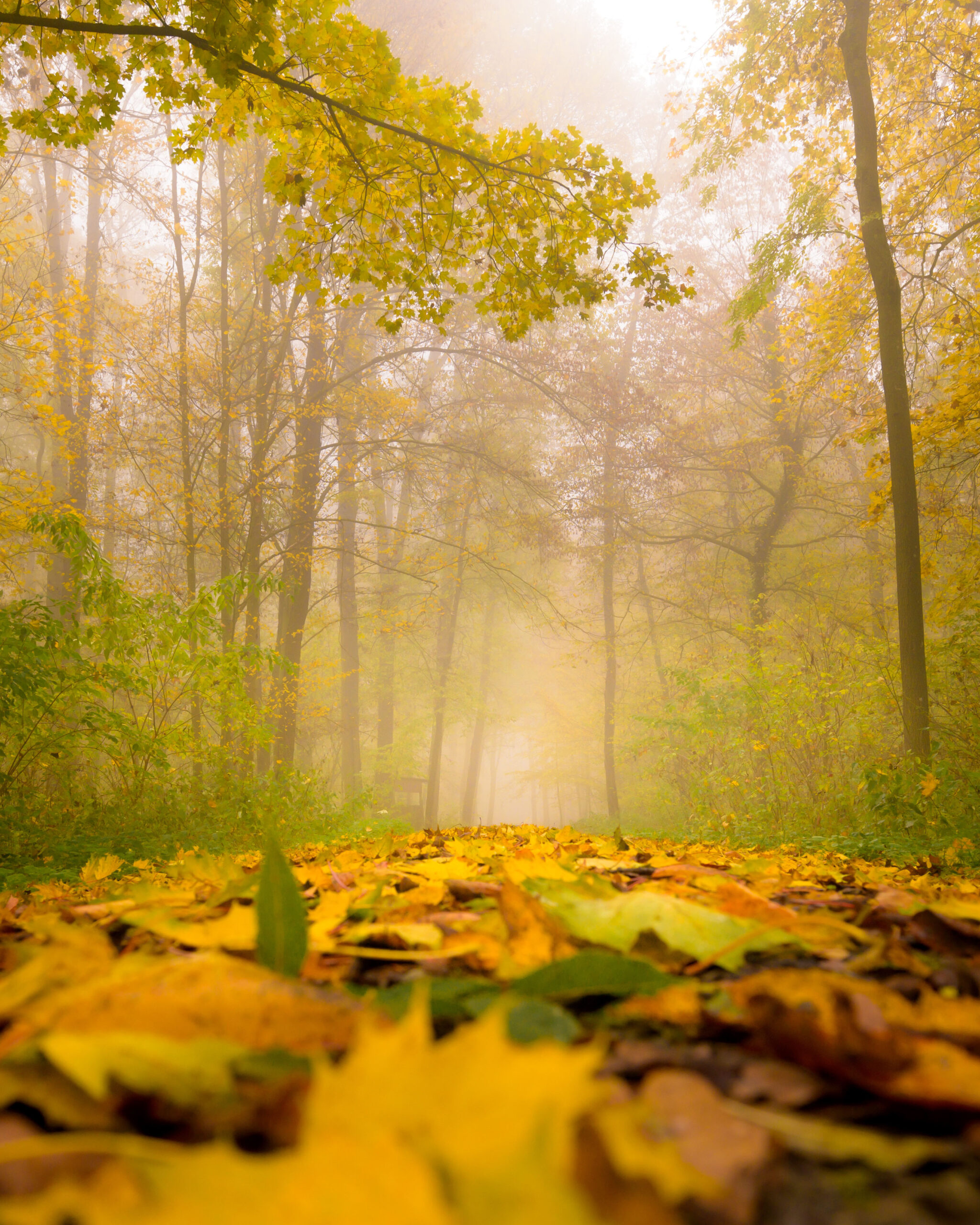 A beautiful foliage carpet in a scenic autumn foggy wood